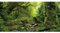 AWERT Tropischer Wald Terrarium Hintergrund Bach Grün Riesiger Baum Reptil Habitat Hintergrund Nebel Regenwald Aquarium Hintergrund 91,4 x 61 cm Durable Polyester Hintergrund