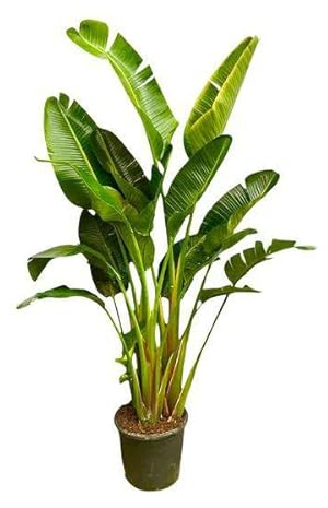 Strelitzia Augusta - Planches multiples XXL - 250 cm - ø 50 cm
