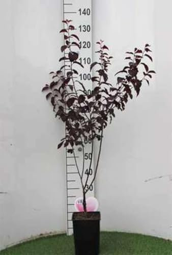 Prunus cer. 'Nigra' - Prunier De Pissard 'Nigra', Prunier Myrobolan 'Nigra' 60-80 cm en pot