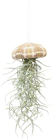 PLNTS - Baby Tillandsia Usneoides Large (Tillandsien) - Zimmerpflanze - Zimmerpflanzen, Pflanzen Echt, Nachhaltige Verpackung - 0cm Stecklinge - Höhe 15cm - Direkt von der Gärtnerei