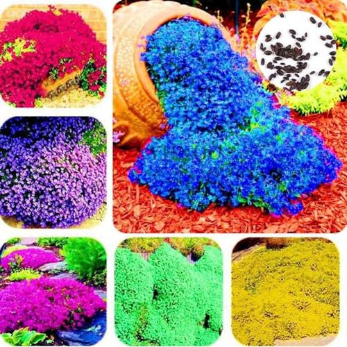 kiskick Pack de Jardin graines d'herbes pour la Plantation et l'extérieur, 300 pièces Couvre-Sol de Jardin Tapis Fleur Vivace décor de Plante graines de cresson de Roche Violet Clair Graines de CR