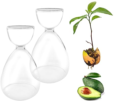 Set di 2 vasi in vetro e starter kit con sementi per la coltivazione domestica dell’avocado, ideale come decorazione per tavolo, ufficio, casa