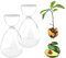 Set di 2 vasi in vetro e starter kit con sementi per la coltivazione domestica dell’avocado, ideale come decorazione per tavolo, ufficio, casa