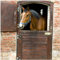 Wallario Glasbild Pferd im Stall - 55 x 55 cm Wandbilder Glas in Premium-Qualität: Brillante Farben, freischwebende Optik