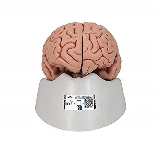 3B Scientific Menschliche Anatomie - Klassik-Gehirn, 5-teilig + kostenlose Anatomie App - 3B Smart Anatomy