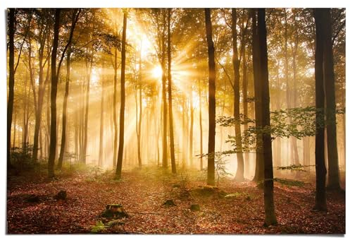 REINDERS Poster, Enlightened Forest, Schlafzimmer, Poster, Wanddeko, Room Decor, 150 gr. glänzend Bilderdruckpapier, Braun, 61x91,5cm