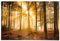 REINDERS Poster, Enlightened Forest, Schlafzimmer, Poster, Wanddeko, Room Decor, 150 gr. glänzend Bilderdruckpapier, Braun, 61x91,5cm