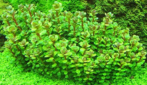 Bonsai Cognac Pflanze/Ammania sp. Bonsai - 1 Bund