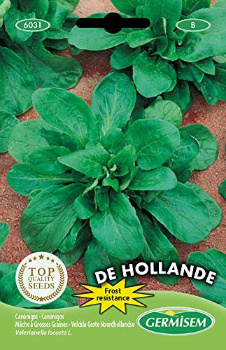 Germisem de Hollande Semi di Lattuga di Agnello 6 g