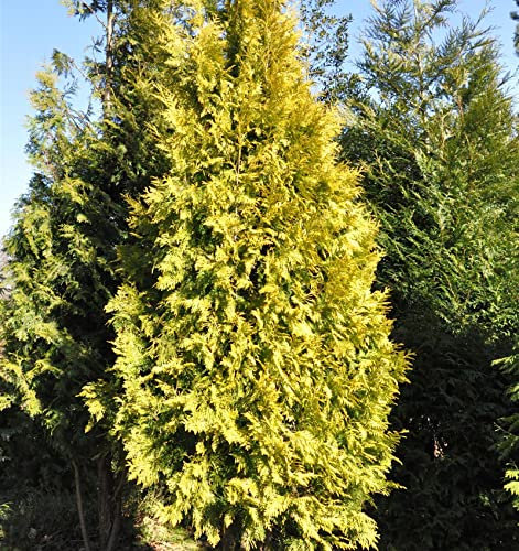 Lebensbaum Europa Gold 80-100cm - Thuja occidentalis