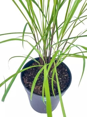 Citronella o Hierba Limón Planta Viva de Fácil Cultivo para Cualquier Espacio