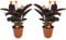 Plant in a Box - Calathea Crocata - 2er Set - Korbmarante - - Luftreinigende Zimmerpflanze - Schönen Blättern - Topf 14cm - Höhe 40-50cm