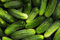 Cetrioli Polan F1 semi - Cucumis sativus (semi verniciati)