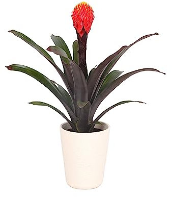 Dehner Guzmanie Tala, Guzmania, mit weißem Übertopf aus Keramik, orange-gelbe Blüte, ca. 35 cm, Ø Topf 13 cm, Zimmerpflanze