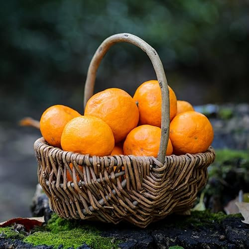 100 Pcs Orangenbaum Samen - Mandarinenbaum - Gewächshaus Balkon Ingarden Gartenpflanzen (Citrus Reticulata) Obstbaum Plant Saatgut Geschenk Minigarten Obstsamen Zimmerpflanzen Bonsai