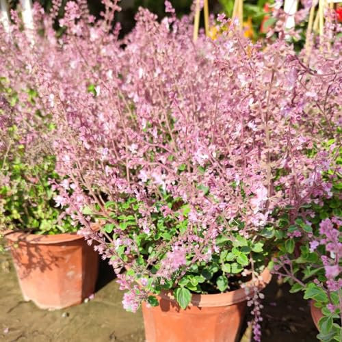 30 pcs plectranthus pflanze samen, kräuterbeet für die küche, pflanzensamen kräuter samen, hochbeete für garten kräuterbeet indoor, bio samen blumensamen geschenk, geschenk garten