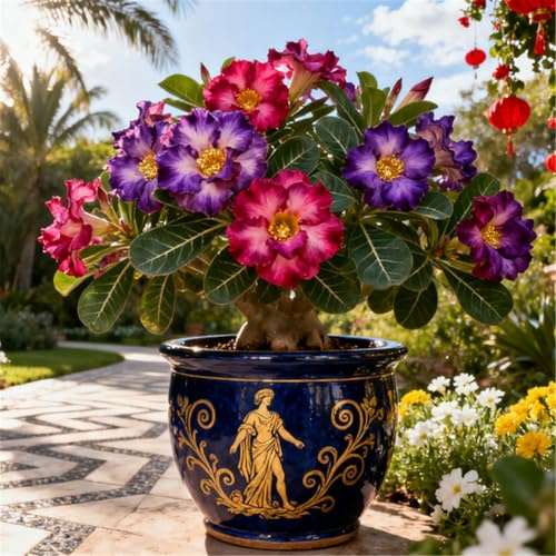 Rosa del deserto a crescita rapida/Tuberi di rosa del deserto rari/resistenti/Perenni resistenti/Bellissima decorazione-1 Rizoma-C