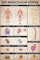 1art1 Der Menschliche Körper Poster Anatomie, Muskeln Knochen Organe Plakat | Bild 91x61 cm