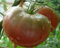 Tomate Black Krim - Tomate schwarze Krim - Tomaten Samen - 10 Samen