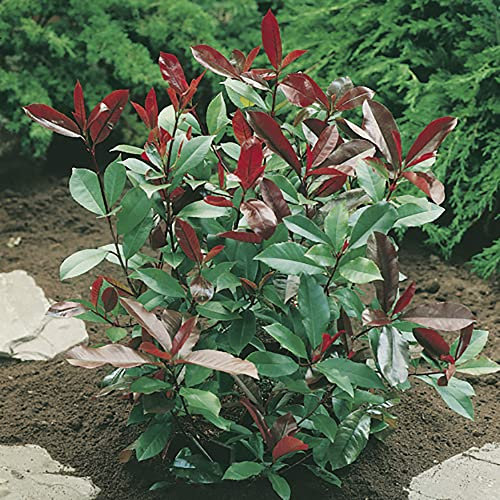 Photinia 'Red Robin' Shrub Hedging Pack 10 Plants in 9cm Pots
