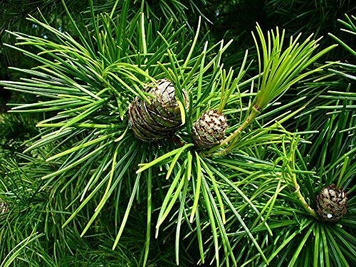 Schirmtanne Sciadopitys verticillata Pflanze 15-20cm japanische Tanne Rarität