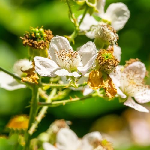 moras plantas semillas resistentes - plantas perennes resistentes a la fruta zarzamora planta de interior, plantas en macetas resistentes cobertura del suelo plantas raras perennes 50pcs