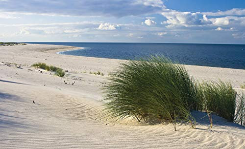 Forwall Fototapete Dünen Strand Meer Ostsee Gras Sand Landschaft Wohnzimmer Schlafzimmer Vlies Tapete Wandtapete UV-Beständig Montagefertig (655, VEL (152x104 cm) 1 Bahn)