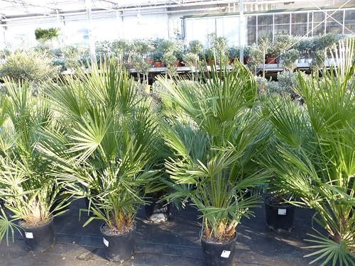 Palme 80 cm Zwergpalme Chamaerops Humilis, winterhart bis -12°C
