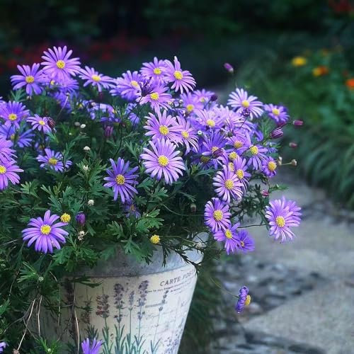 50 piezas Semillas de Margarita Orgánicas - Planta Cobertura del Suelo Flores de Jardín Perennes Resistentes al Invierno Bellis Perennis, Margaritas Regalo de Agradecimiento Plantas