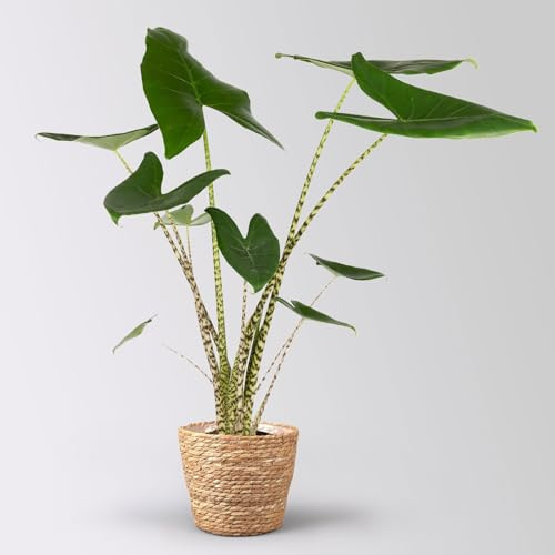 Alocasia zebrina, Topf-Ø 17 cm, Höhe ca. 60 cm, mit Korb Osaka