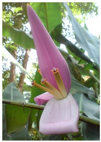 TROPICA - Bananier à fleurs roses (Musa velutina) - 8 graines- Plante utile