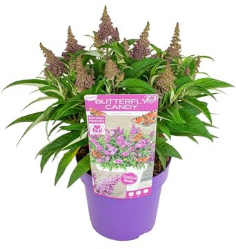 Bloomique - Buddleja Butterfly Little Purple - Schmetterlingsflieder - Gartenpflanzen - Winterhart - 30-40 cm Hoch - Topf 19 cm