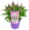 Bloomique - Buddleja Butterfly Little Purple - Schmetterlingsflieder - Gartenpflanzen - Winterhart - 30-40 cm Hoch - Topf 19 cm
