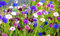 1000 Samen Niedrige Bunte Kornblume Centaurea cyanus mit nur 20 cm Wuchshöhe Kornblumen für den Balkon oder Blumenkasten, Topf Bienenweide
