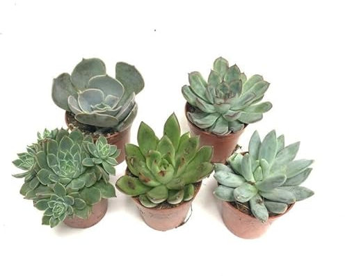 Set of 5X Echeveria Succulent House Plant in 5.5 cm Pot Approx 8 cm Tall