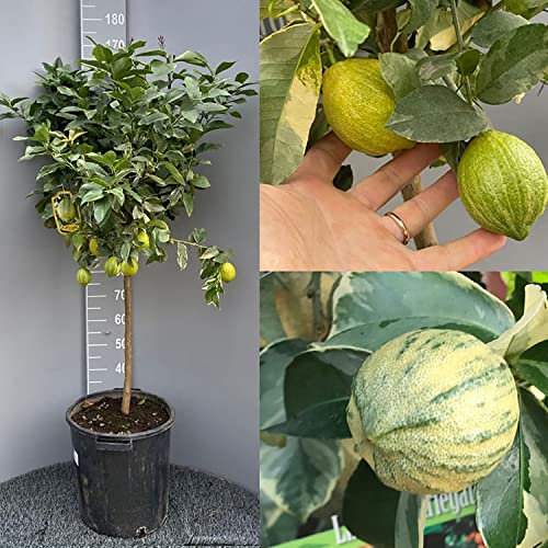 SAVINI VIVAI Planta de limón, árbol de cítricos, limón colorido, en maceta de 35 cm altura 150-180 cm 6-7 años de refinamiento, fabricado en Italia