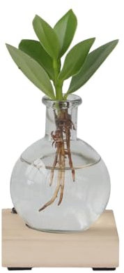 Plant in a Box - mini clusia LED - Idroponica - Pianta da interno sull'acqua - Con illuminazione