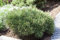 Pinus mugo 'Pumilio' 30-40 cm - Zwerg-Kiefer, immergrün, kompakter Wuchs, ideal für Steingärten und Kübel, winterhart und pflegeleicht