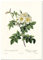 Panorama Poster Vintage Rose Blanc 21x30 cm - Imprimée sur Poster 250gr - Tableau Décoratif Mural - Affiche