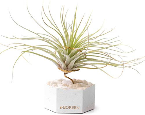 BOREEN - Plantas de Aire Tillandsia Eli con Soporte de Escritorio Decorativo (Hex. Cemento y Piedras Blancas)