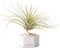 BOREEN - Plantas de Aire Tillandsia Eli con Soporte de Escritorio Decorativo (Hex. Cemento y Piedras Blancas)