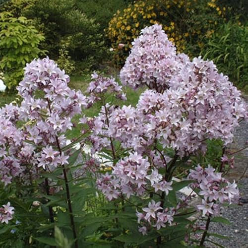 6 x Rittersporn Bellamosum - Delphinium 'Bellamosum' Topf 9x9cm: Tiefblaue Blüten, charmante Erscheinung, gut für Bauerngärten und Rabatten.