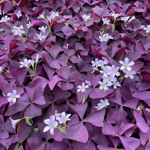 Oxalis triangularis - hochbeete für garten pflanzenkübel winterharte kübelpflanzen balkonpflanzen winterhart blumenwiese dachbegrünung Glücksklee steingartenpflanzen 10zwiebeln