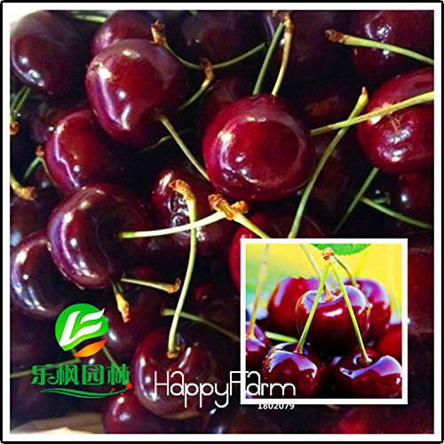 New ArrivalDirect US Cerises arbres fruitiers cerise graines de graines de cerisier nain semencière sud sementes da Fruta, 5 pièces / paquet, # FJ33YY