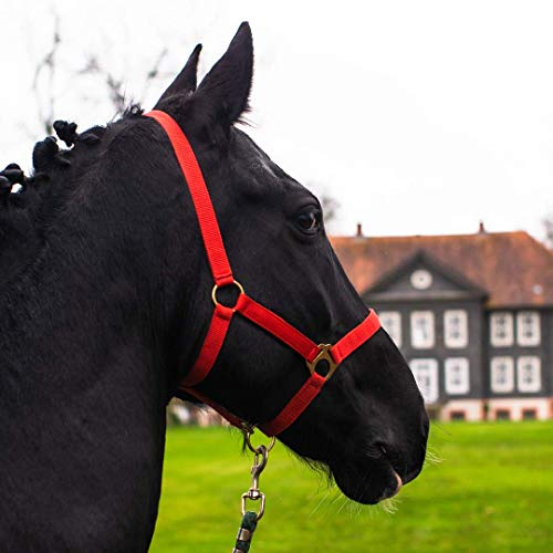 Halfter für Pferd Warmblut, Vollblut, Kaltblut – Stallhalfter, Weidehalfter, 2 Fach verstellbar an Kinnriemen und Genickstück, sicher & reißfest (Rot, Pony)