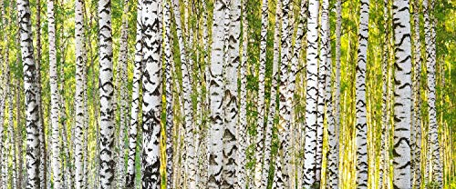 KunstLoft Tapete 'Birch Forest 1' 600x250cm Fototapete modern