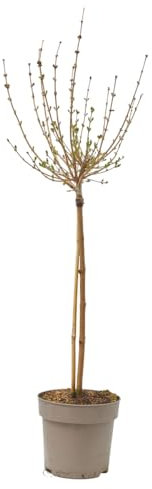Verdecora Lilo Copa en maceta 5L | Syringa vulgaris | Planta de Interior y Exterior | Arbusto Natural | Flores Aromáticas y Elegantes | Para jardines, balcones y cualquier espacio