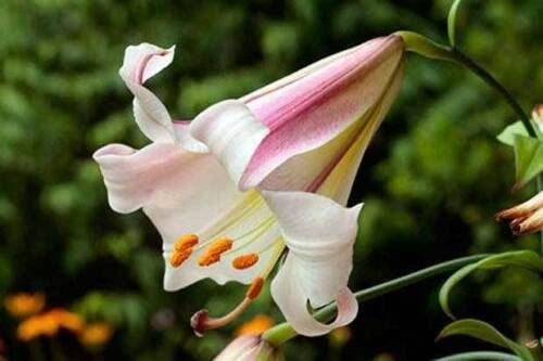 6 graines LYS ROYAL (LILIUM REGALE) Lis Parfumé G575 REGAL LILY SEEDS SAMEN SEMI