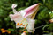 6 graines LYS ROYAL (LILIUM REGALE) Lis Parfumé G575 REGAL LILY SEEDS SAMEN SEMI