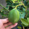 50 pcs Zitronenbaum Winterhart Samen - obstbäume kaufen Lemon Tree - Citrus limon säulenobstbäume bohnenkraut pflanze sapote frucht, bio saatgut Bonsai Samen, Exotische Pflanzen Samen